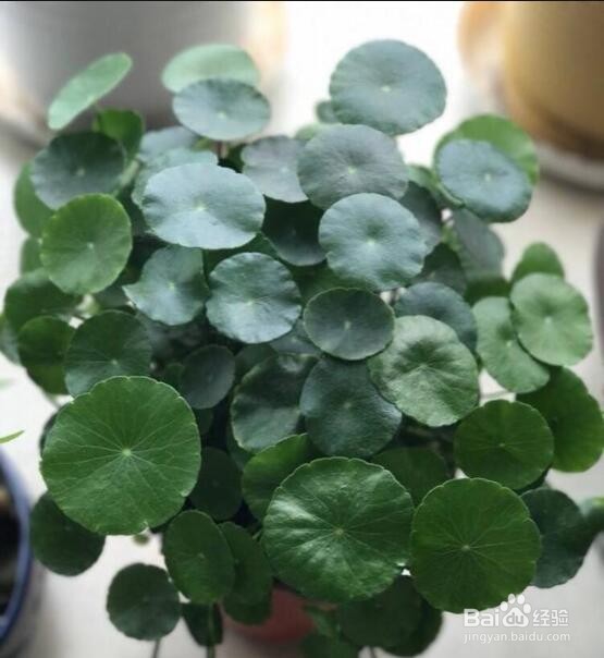 室外铜钱草怎么过冬