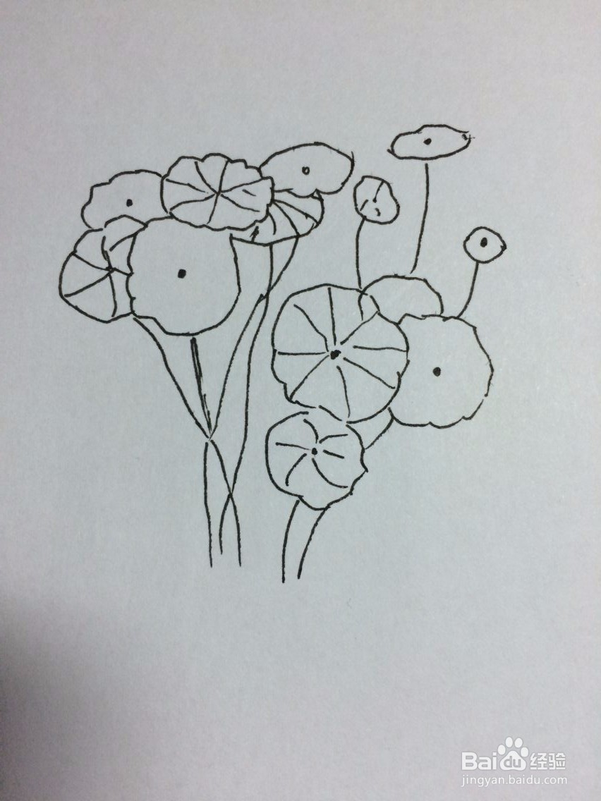 铜钱草怎么画