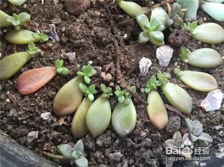 这花千万别花钱买，一片叶子能养十几盆，朋友看了都抢着要！