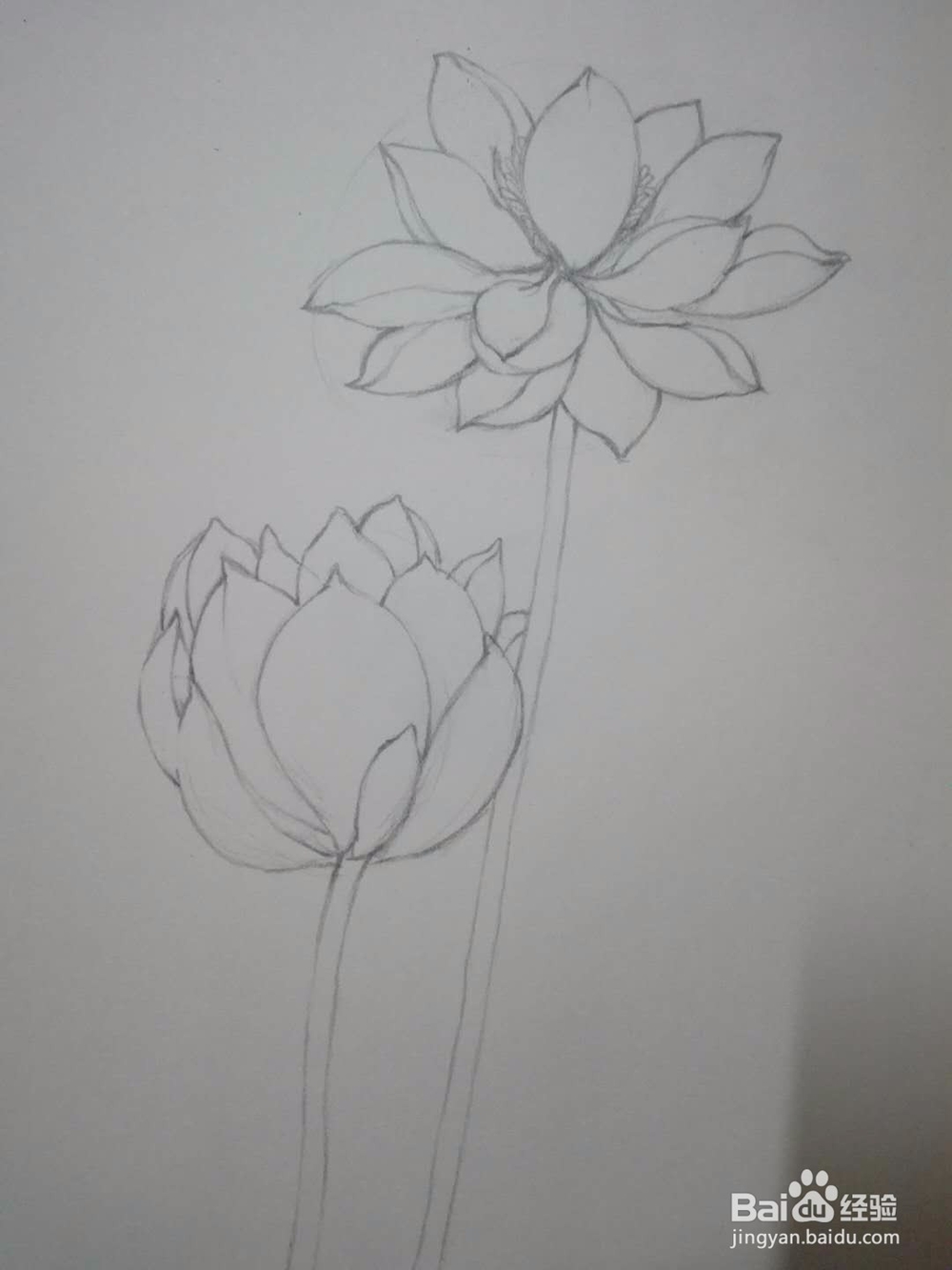 《荷花朵朵》铅笔手绘素描教程