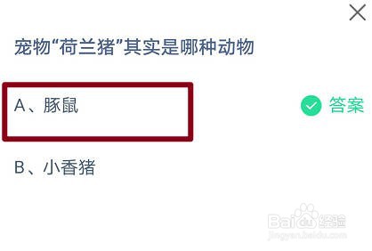 蚂蚁庄园 宠物