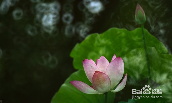 D7000拍荷花相机如何设置