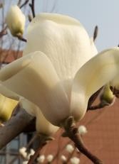 认识五颜六色高观赏价值的花卉及用途