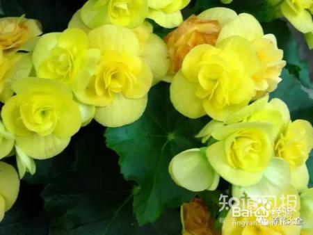 这些花那么好看，却总被你养死，怎么回事