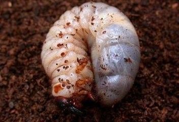 怎么抓到蚁后 百度经验