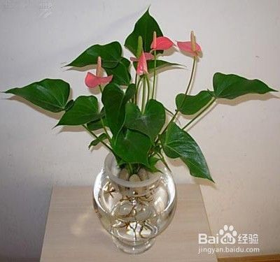 水培植物为什么要换水应该怎么换水 百度经验