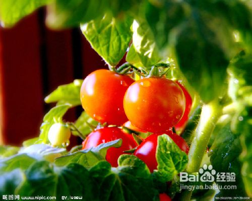 治疗口气溃疡的方法