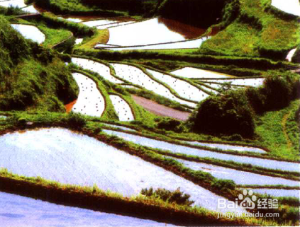 旅游之如何拍摄林间景致和田园风光