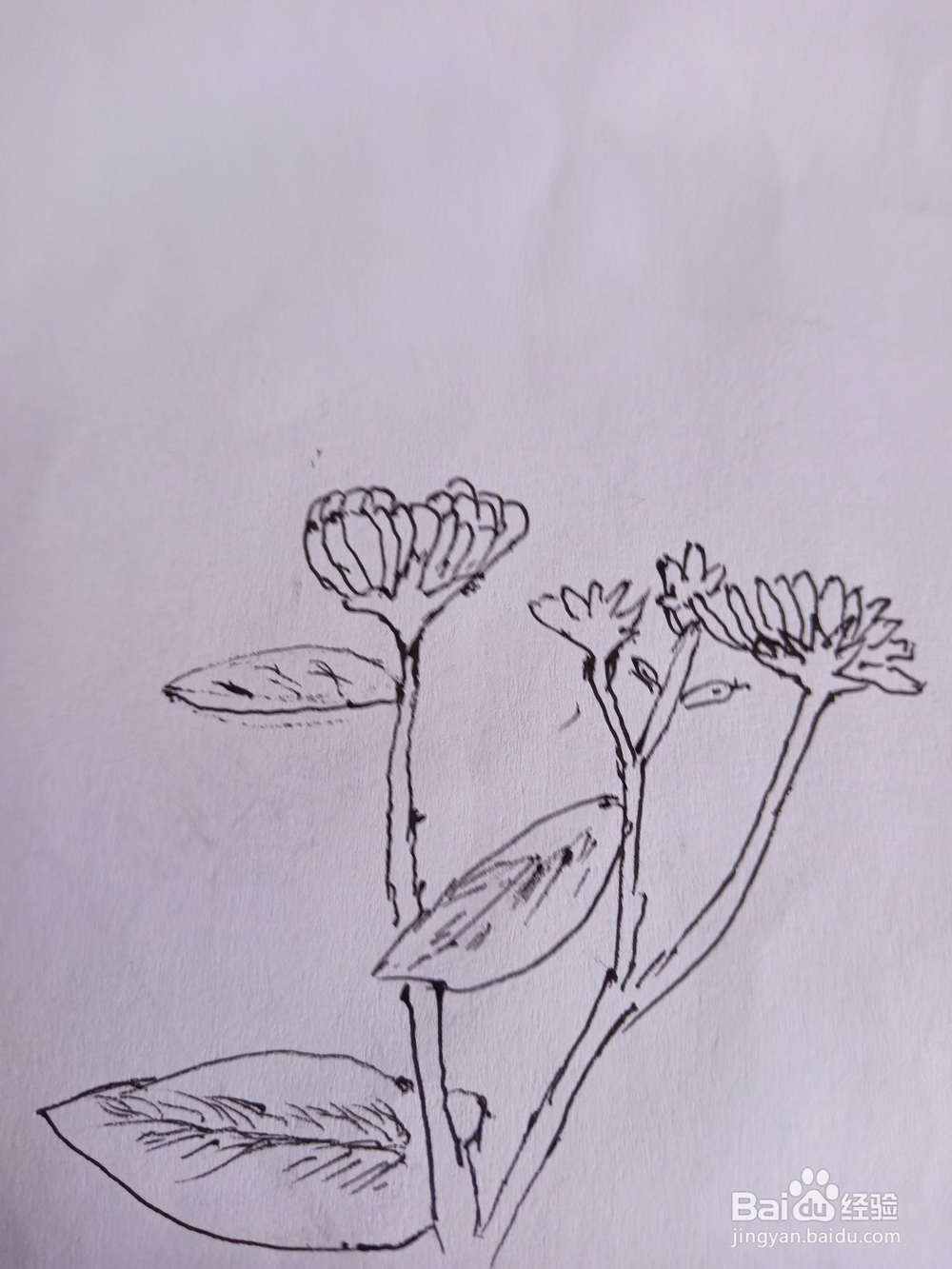 花朵与蝴蝶简笔画①