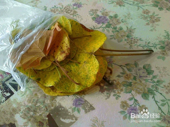 怎样保存好采集的落叶