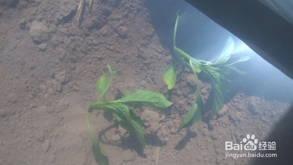 民间不外传的辣椒种植方法