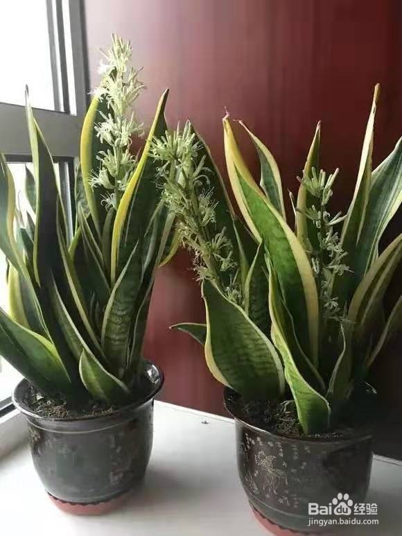 花儿要穷养，丢阳台不管，越少浇水，长得越旺