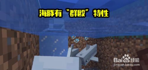 我的世界 海豚的九个知识 海豚居然会淹死 百度经验