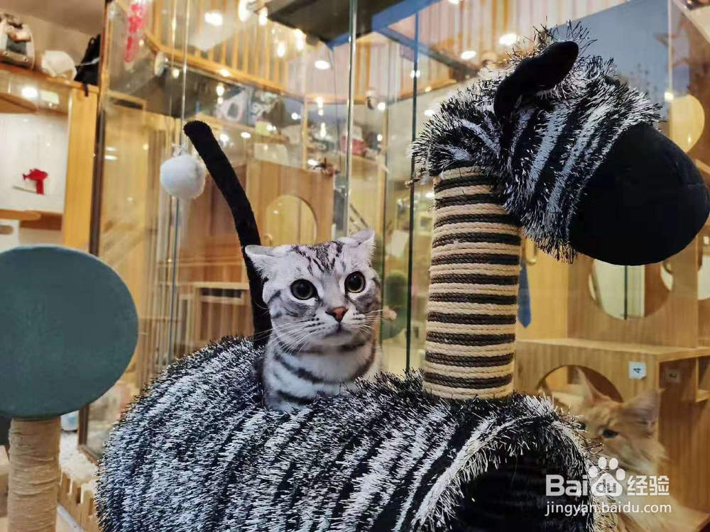 如何正确看待猫猫的应激反应