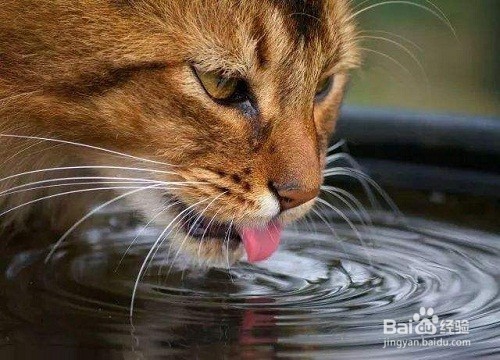 猫咪一直尿一直尿是为什么