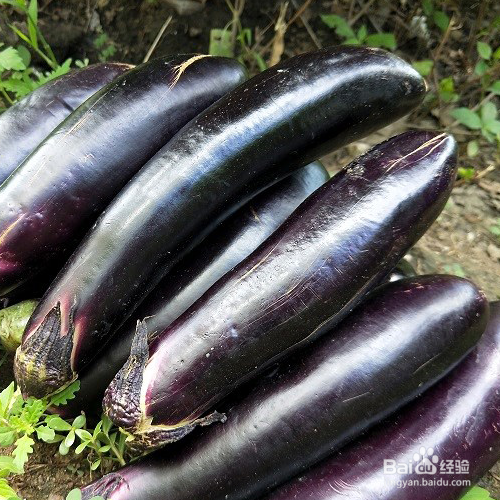 茄子有什么健康营养