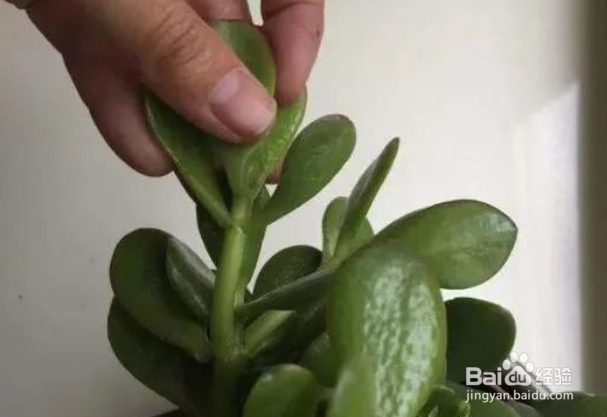 玉树老桩枝扦插生根最快方法