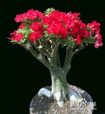 沙漠玫瑰几月份剪枝及剪枝后怎样养护？