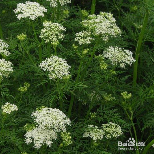 种植白芷需要哪些？