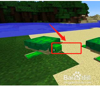 我的世界海龟怎么骑