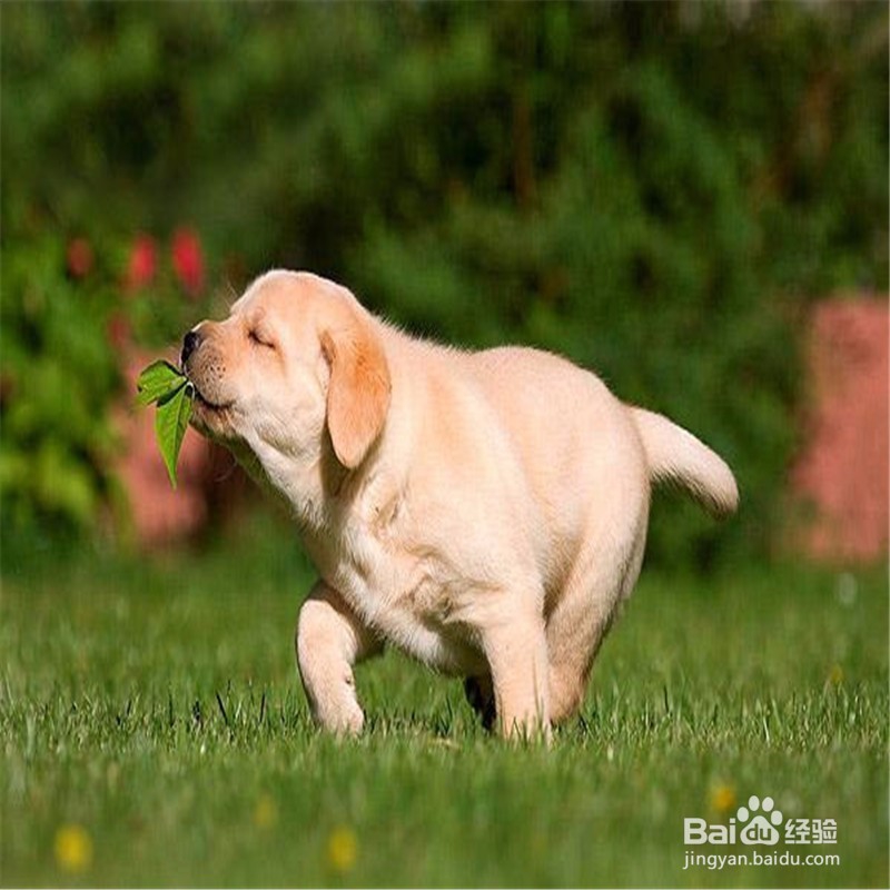 怎么训练狗狗在固定地方大小便