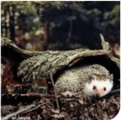 刺猬怎么繁殖后代