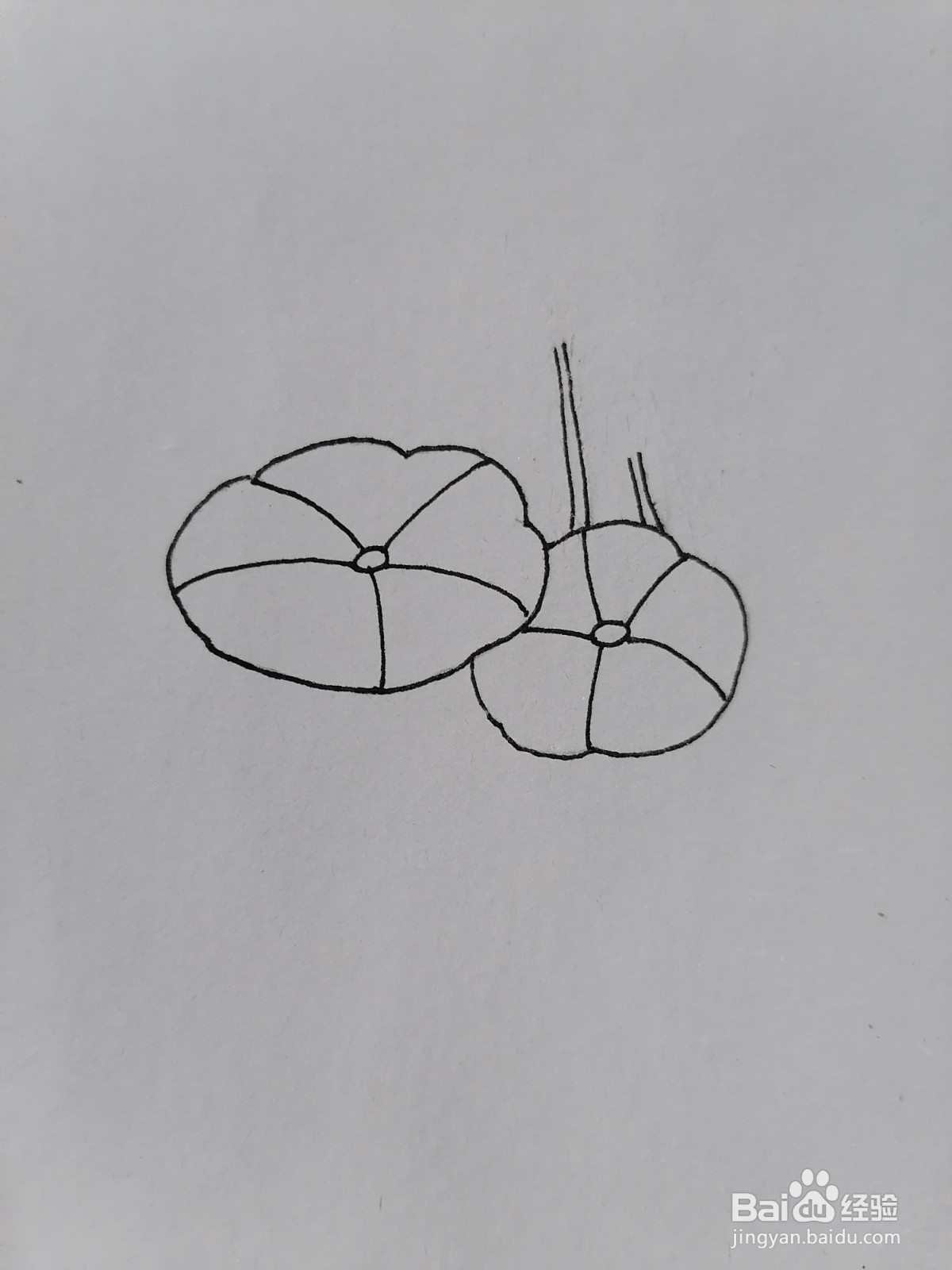 荷花用水彩怎么画