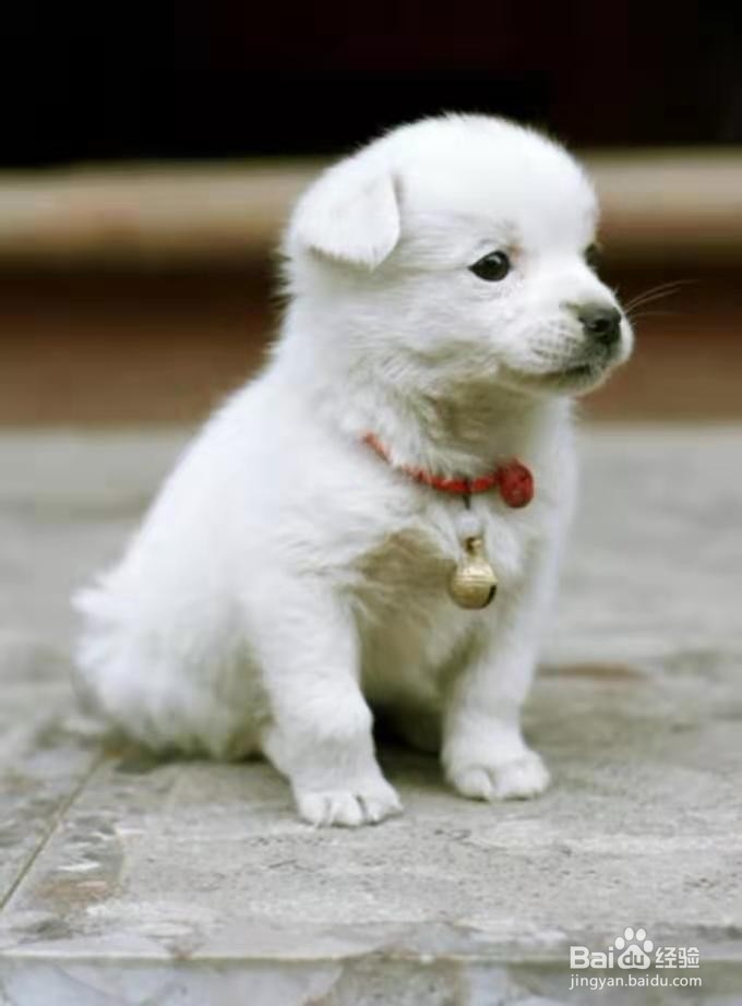 饲养狗狗的正确方法