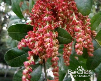 清香木和花椒木怎么区分