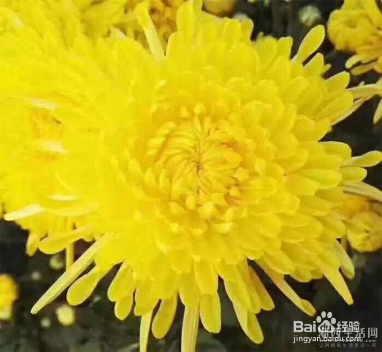 怎么挑选金丝皇菊