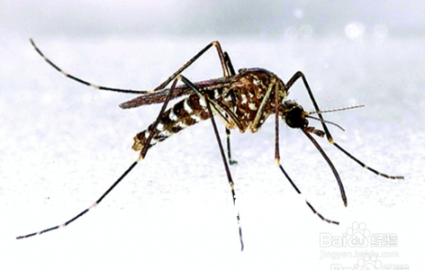 小学生怎样预防登革热病