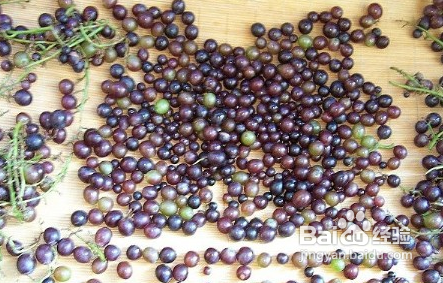 山葡萄酒的制作方法