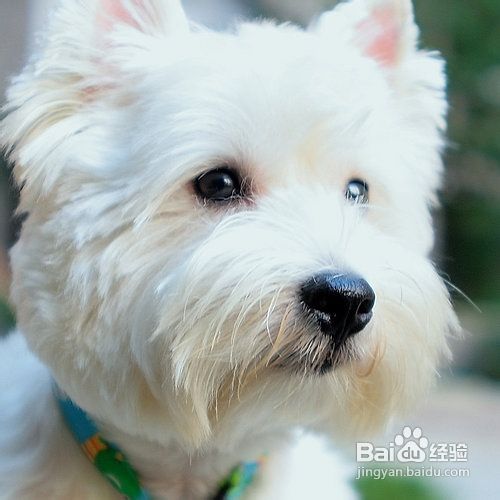 西高地白梗多少钱