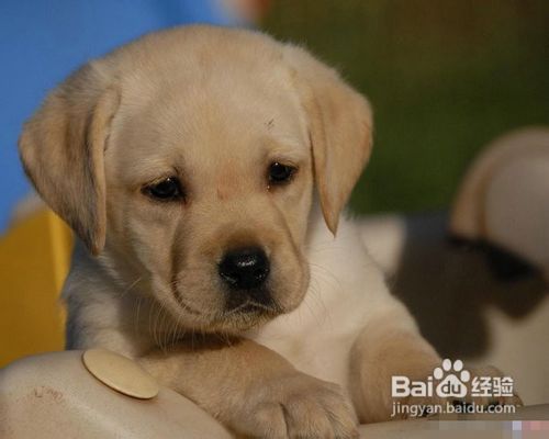 拉布拉多犬多少钱