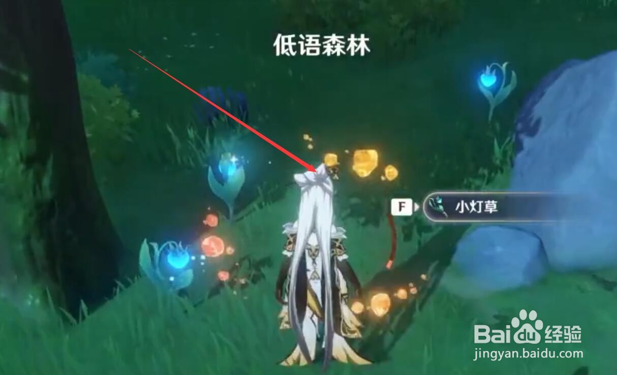 原神低语森林小灯草怎么获得