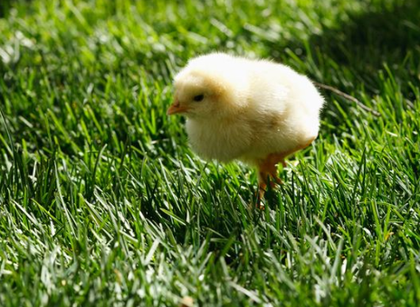 刚孵化的小鸡多久它自己会吃东西？它不会吃又如何处理