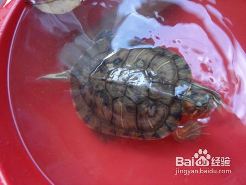 宠物乌龟到冬天就不动了？