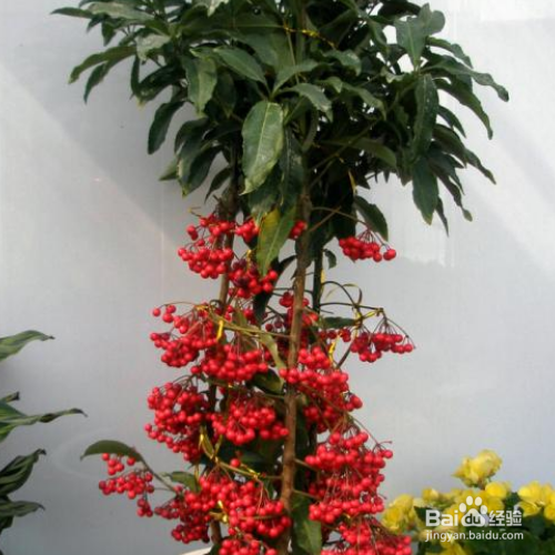 朱砂根怎么种？