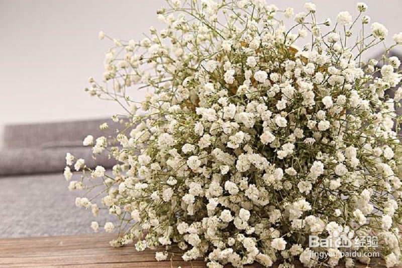 满天星刚买来怎么处理