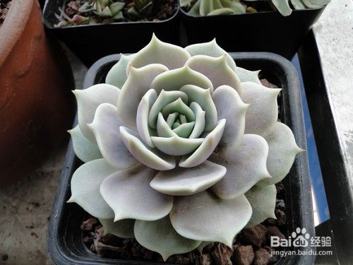 多肉植物常见种类介绍及养殖注意事项