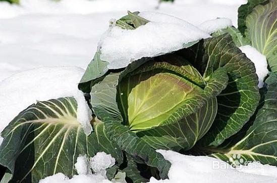 冬天必吃的6种蔬菜