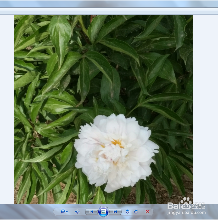 如何将电脑图片设置为PPT背景图？