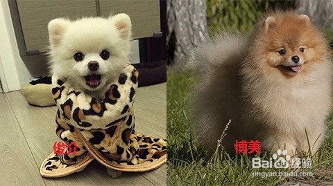俊介和博美的区别