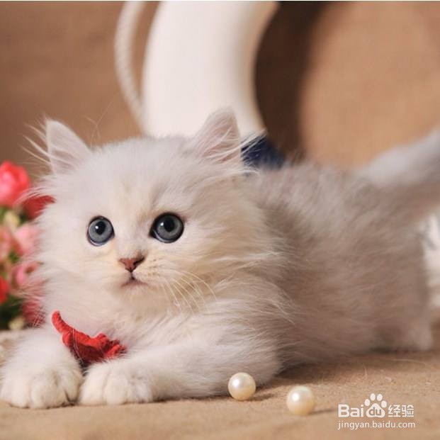 布偶猫跟金吉拉哪个好