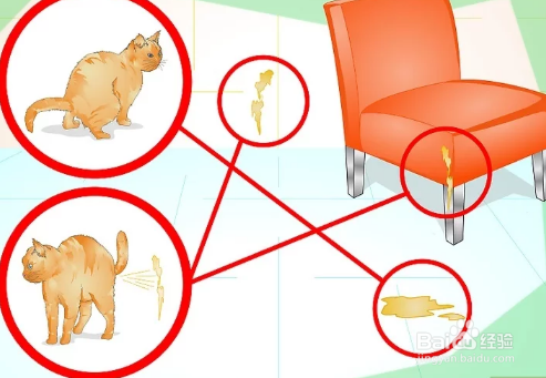 如何防止猫咪乱撒尿