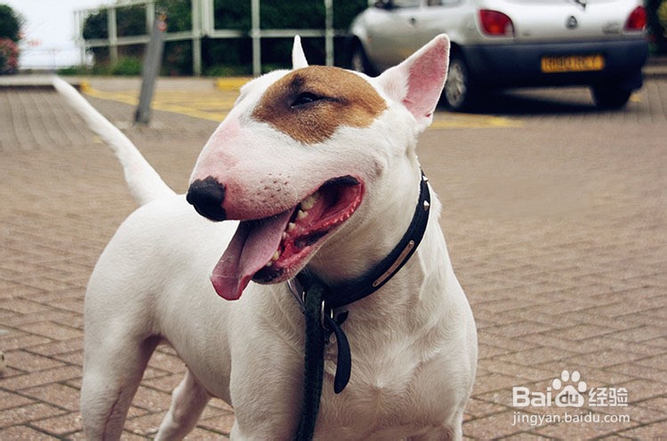 怎样给牛头梗梳毛