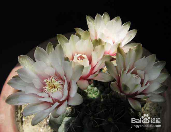 种植绯花玉仙人球的注意事项有哪些?