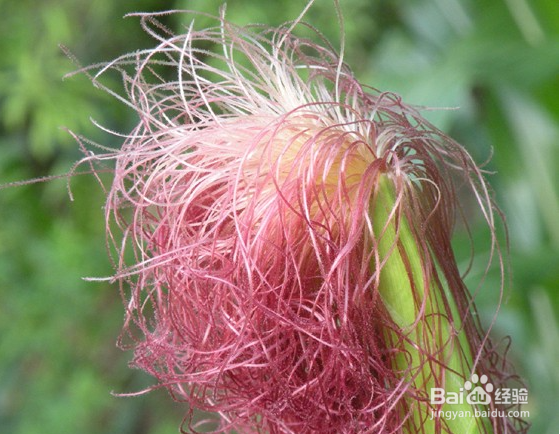 降糖的秘密就在这9种食物里,快来认识TA!