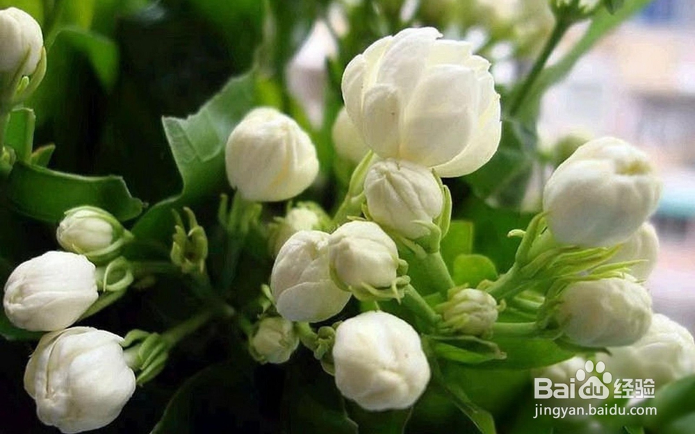 卧室里放盆这个,让你酣睡一整晚!