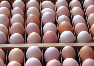 怎样挑选新鲜鸡蛋呢?